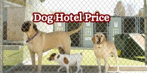 Dog Hotel Price