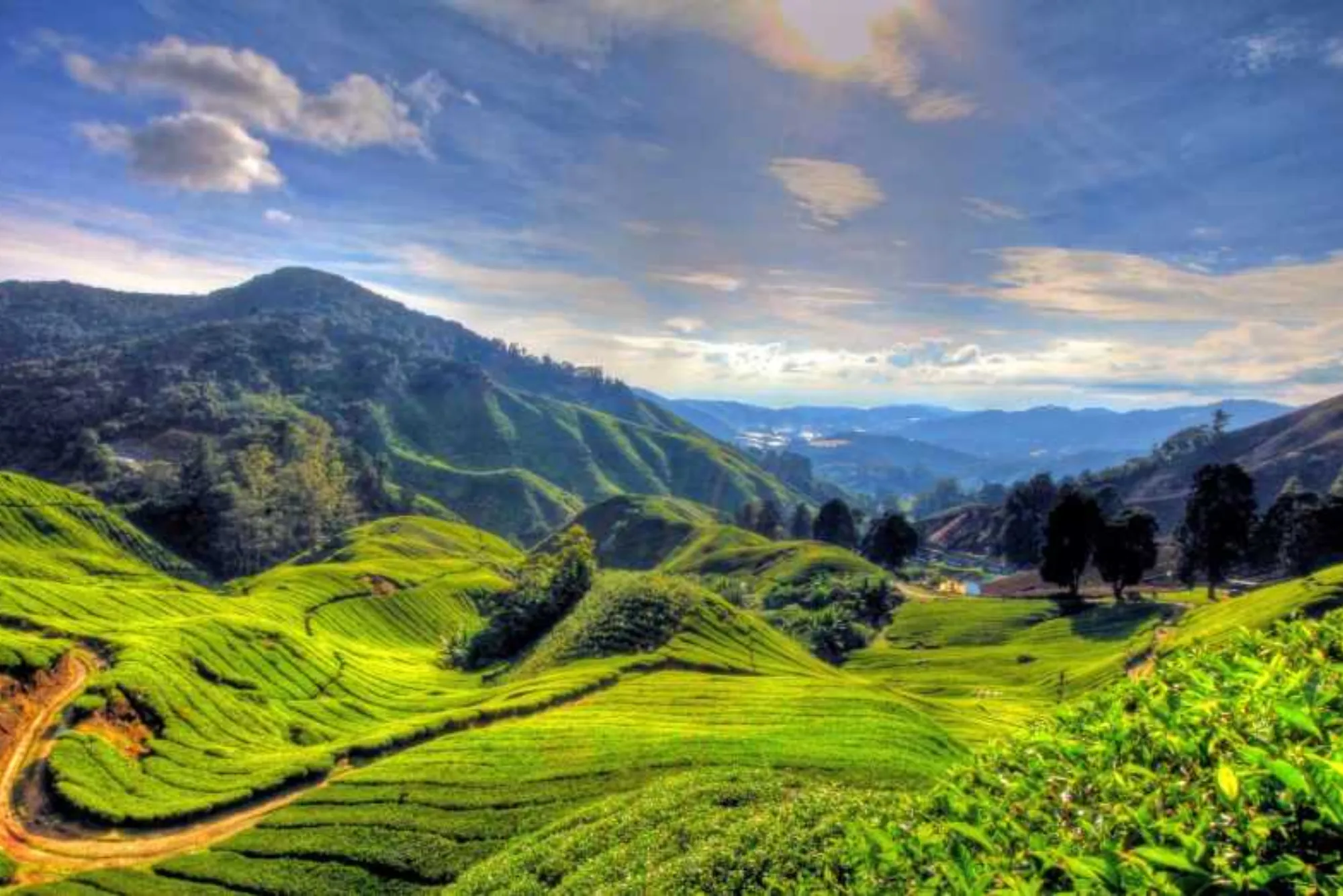 cameron highlands tour