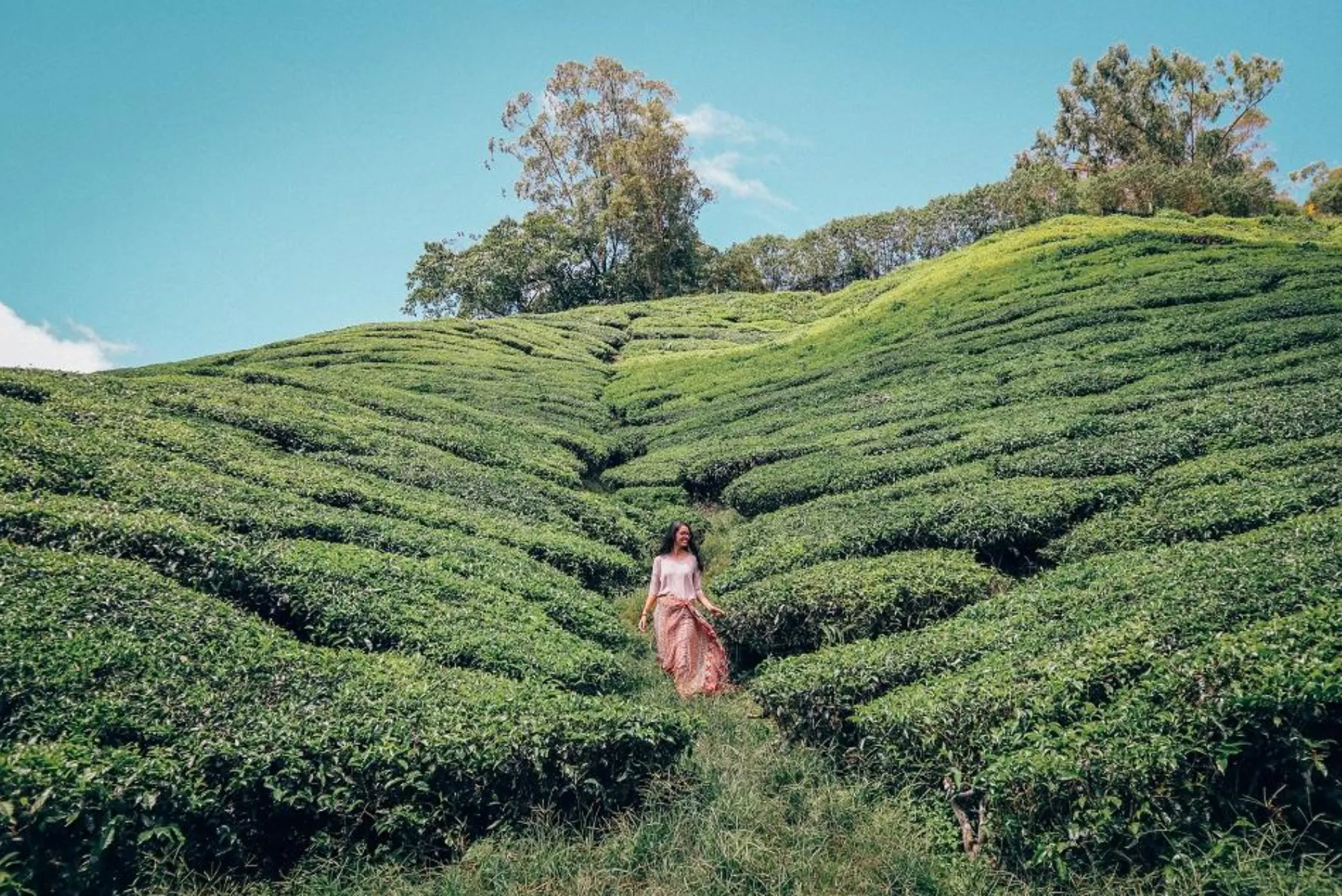 cameron highlands day tour