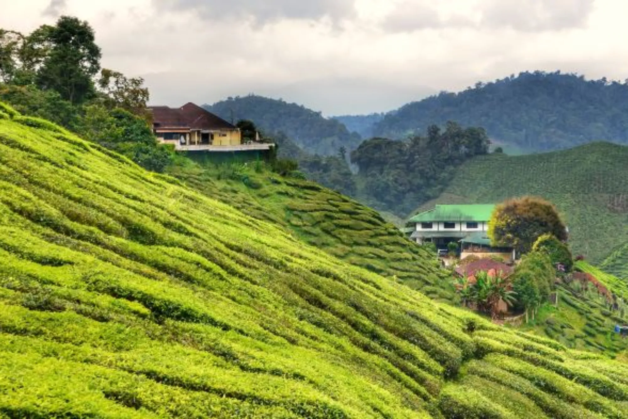 cameron highlands day tour from kuala lumpur