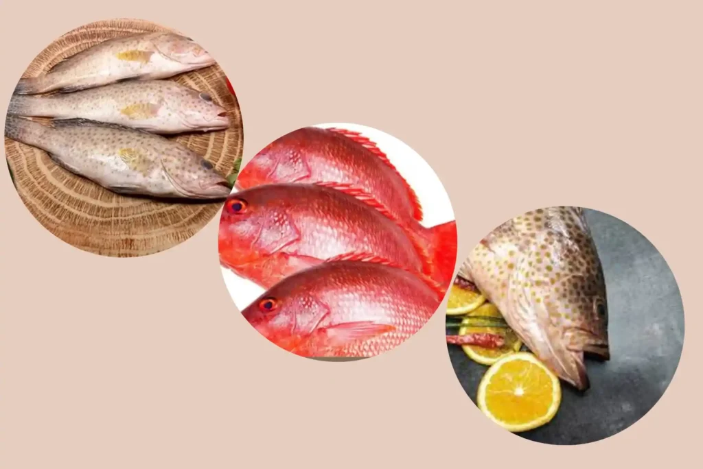 Game changing hamour fish benefits UAE Episode