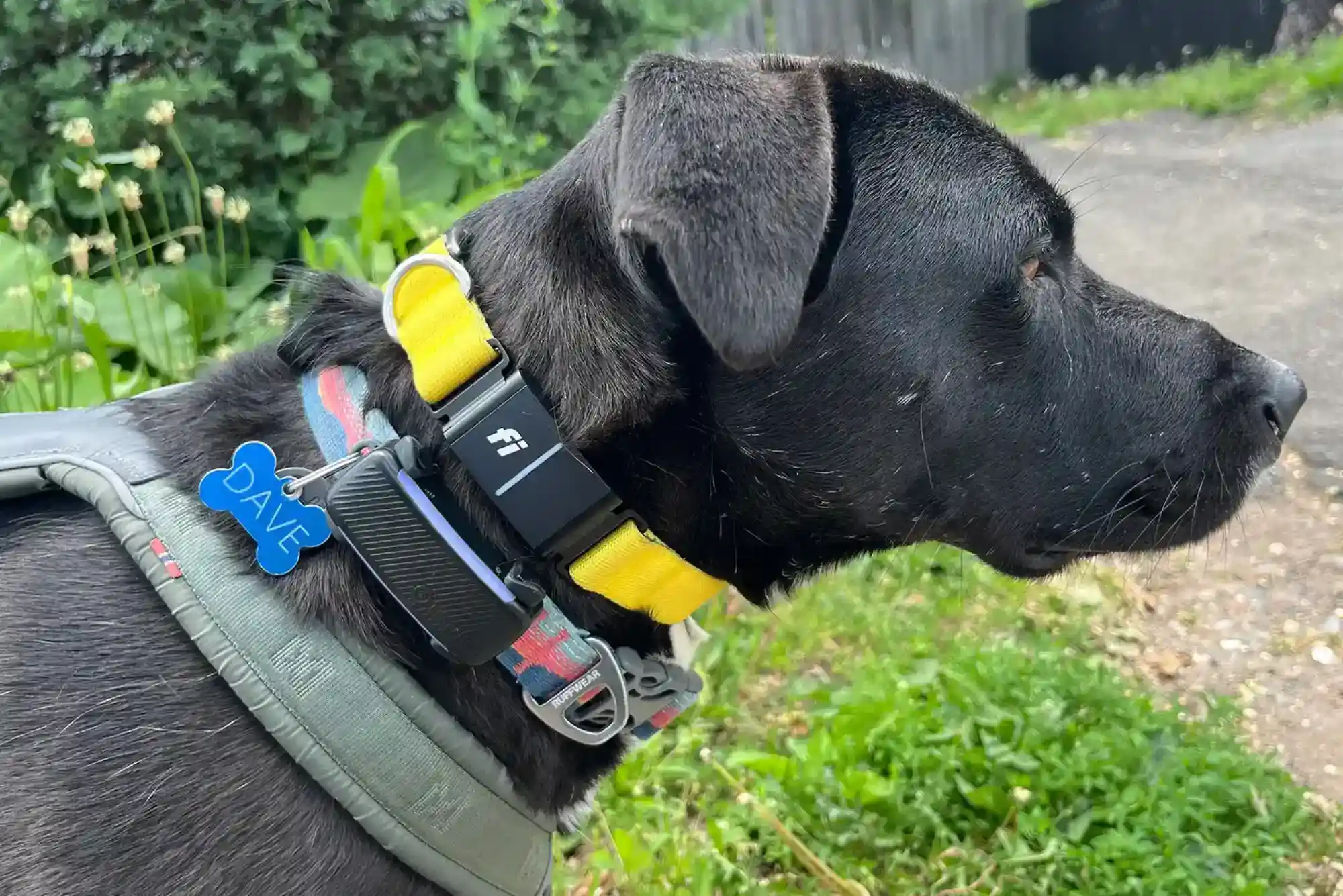 Best GPS Dog Trackers for Traveling: Cellular, Bluetooth, and Satellite