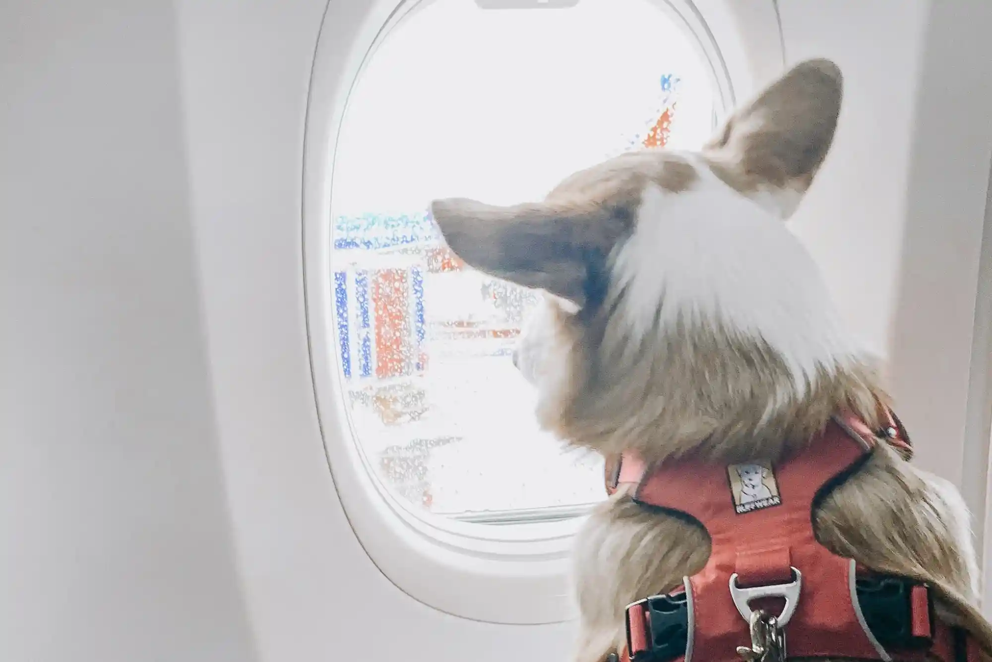 How to Fly With an Emotional Support Animal (ESA) vs Psychiatric Service Dog (PSD)