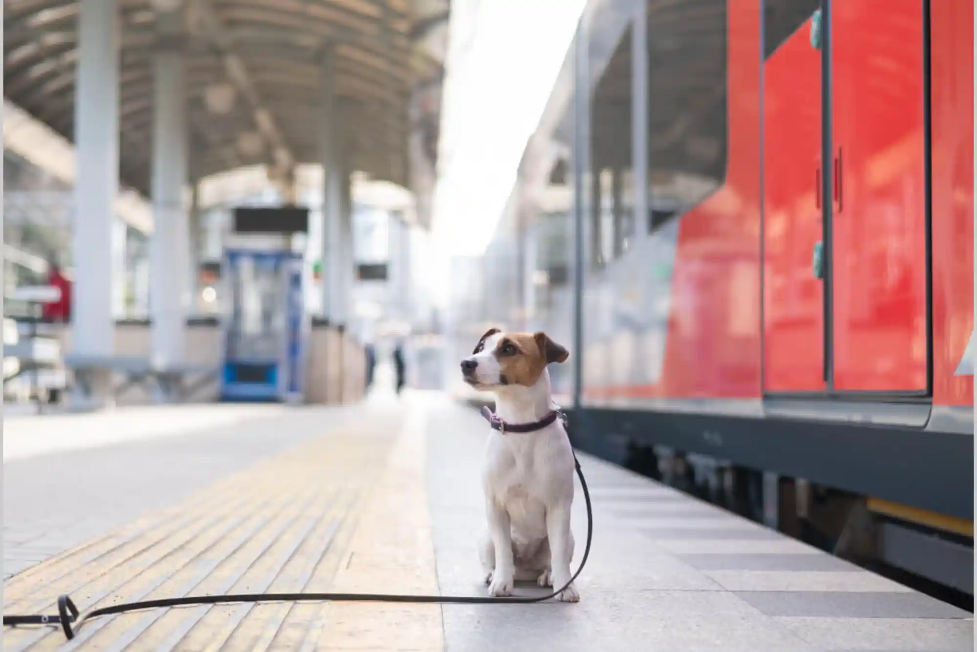 Pet-Friendly Train Travel: Amtrak, Eurostar, and UK Rail Policies Explained